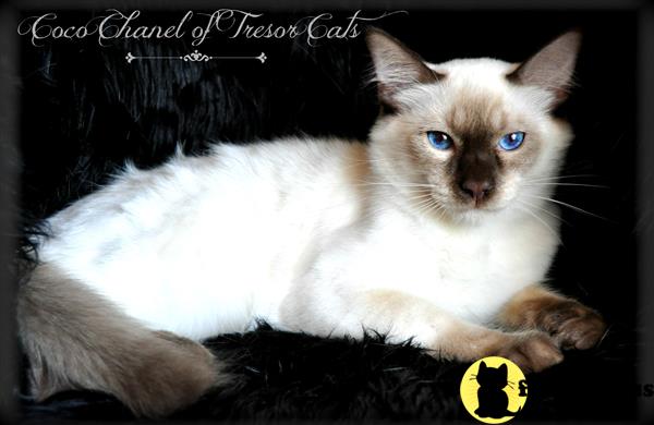 tresorcats Picture 1